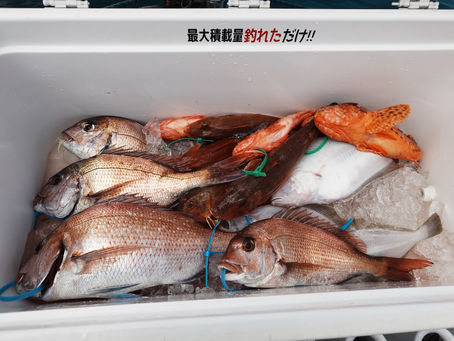4月29日三厩発ジグ・タイラバ真鯛
