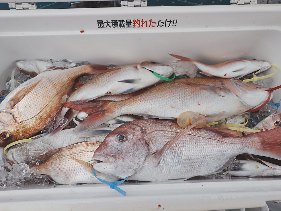 10月23日青森発テンヤ真鯛