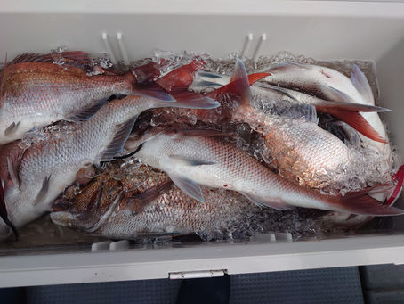 7月26日青森発ジグ・タイラバ時々テンヤ