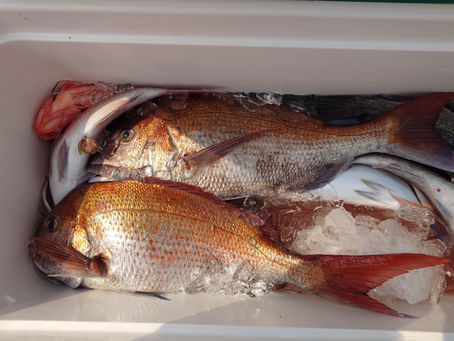 3月29日三厩発ジグ・タイラバ真鯛