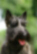 Black Scottish Terrier.jpg