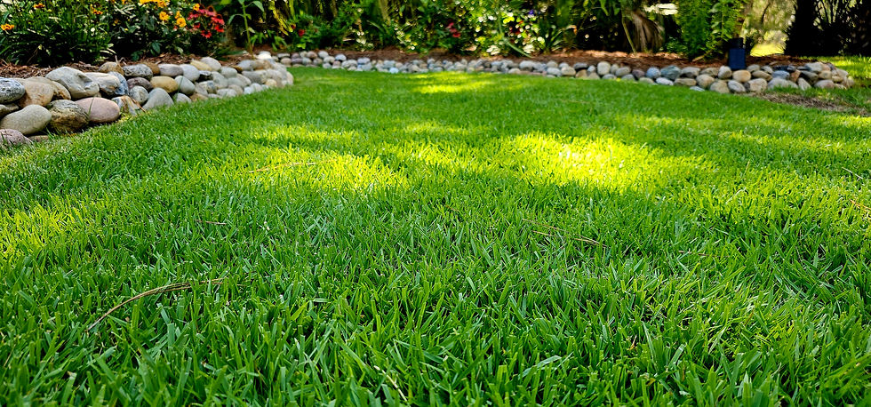 zoysia.jpg