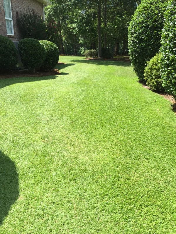 lawn1-600x800.jpg
