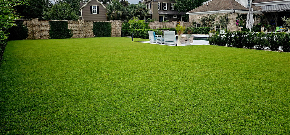 zoysia2.jpg