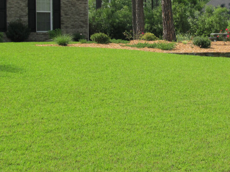 centipedegrass_lawn-1050-BM.jpg