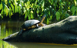 canales-de-tortuguero-TORTUGA-RIO
