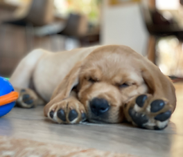 fox red Labrador retriever