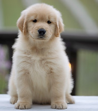 california winery with golden retriever puppy
