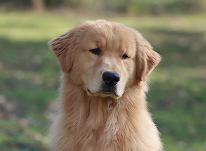 golden retriever with blocky head