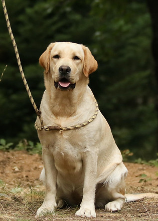 yellow labrador retriever training sitting in front of a forest