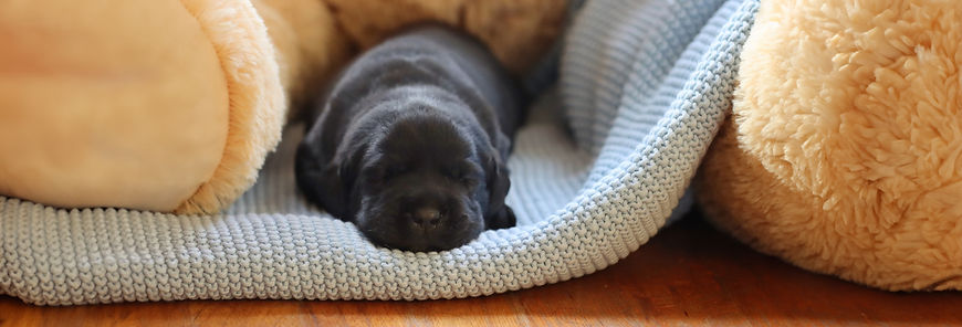 black english labrador puppy sleeping inbetween teddy bear legs