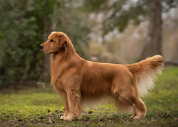 red golden retriever