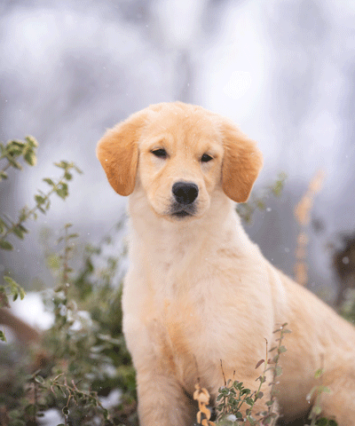 golden retriever puppy, in the snow