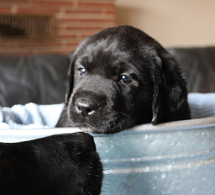 Black Labdor retriever puppy and black lab mom touching noses