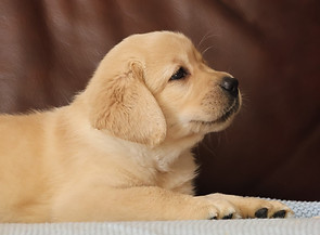 yellow Labrador puppy with blocky head, sitting on brown leather couch
