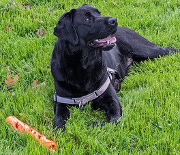 English Labrador retriever, with harness on
