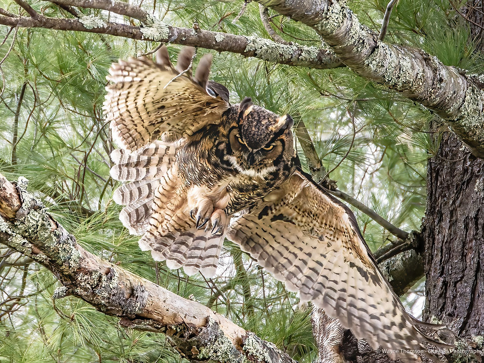 Thumbnail: Owls