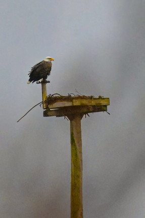 NZ9_0271-topaz-denoise-enhance-sharpen-2.jpg