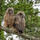 Thumbnail: Owls