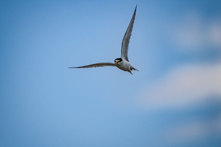 Z9A_4140 (Large).jpg