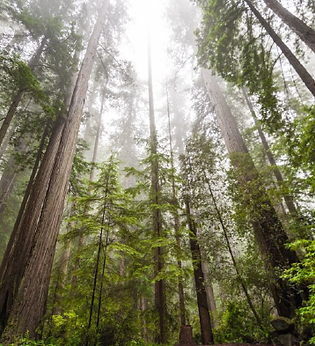 Trees.png