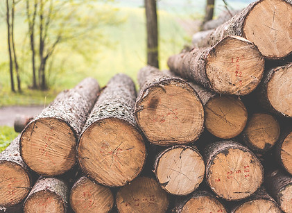stack-of-felled-trees-felling-forestry-operations-2210x1473.jpg