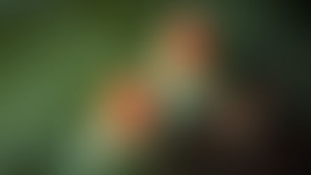 香港金管局签证：两份精美的点心盛放在绿叶盘中，配以奶油和水果。木质筷架和筷子置于深色桌面，营造出优雅的氛围。