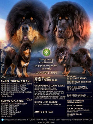 05.01.2019 г. В питомнике Ангел Тибета родились щенки. Литер «Г».