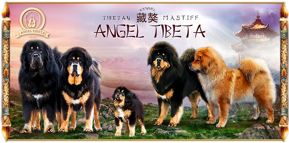 питомник зов тибета тибетских мастифов. питомник тибет. наследие тибета питомник тибетских мастифов. тибетский мастиф золотой окрас. питомник тибет.