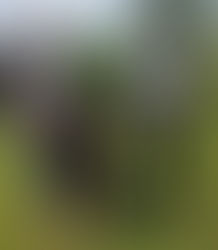 Прекрасные новости из Латвии!!!
18.05.2019 Ангел Тибета Баяр