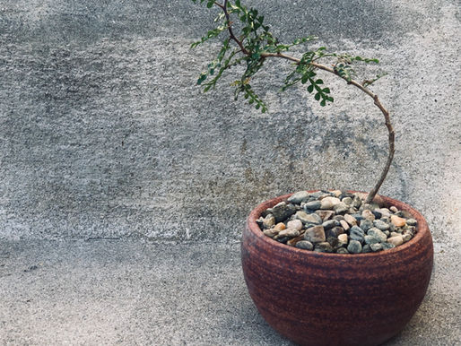 The Art of Bonsai