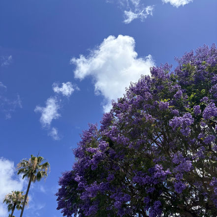 Promenade in Purples