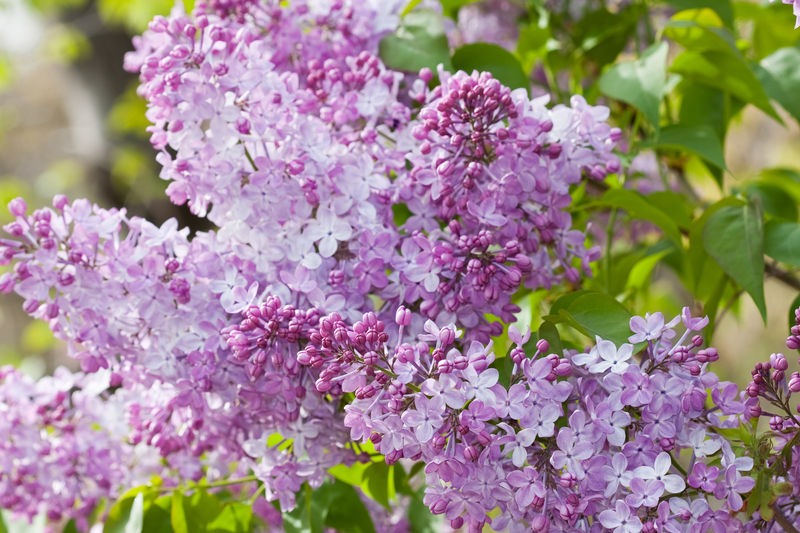 lilacs