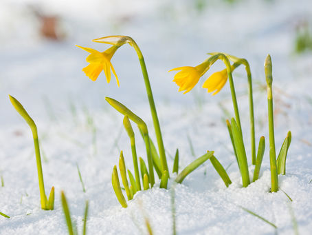 Newsletter, March 2026