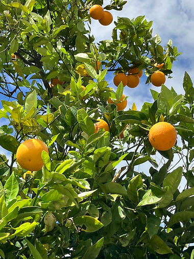 harvey orange