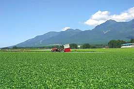 八ヶ岳と川上村のレタスの収穫