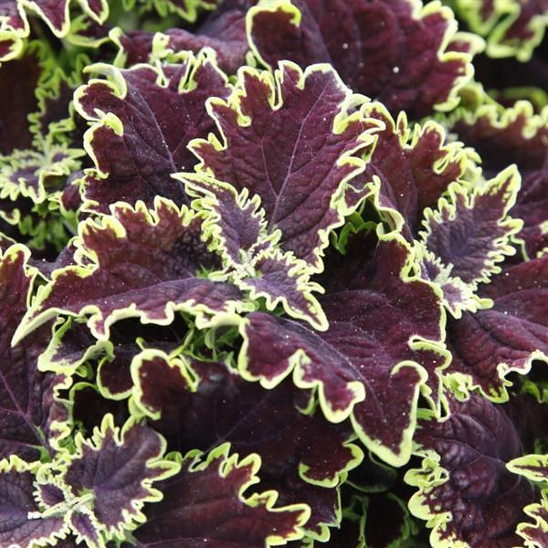 Thumbnail: Coleus - Individual