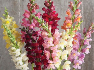 Thumbnail: Snapdragons