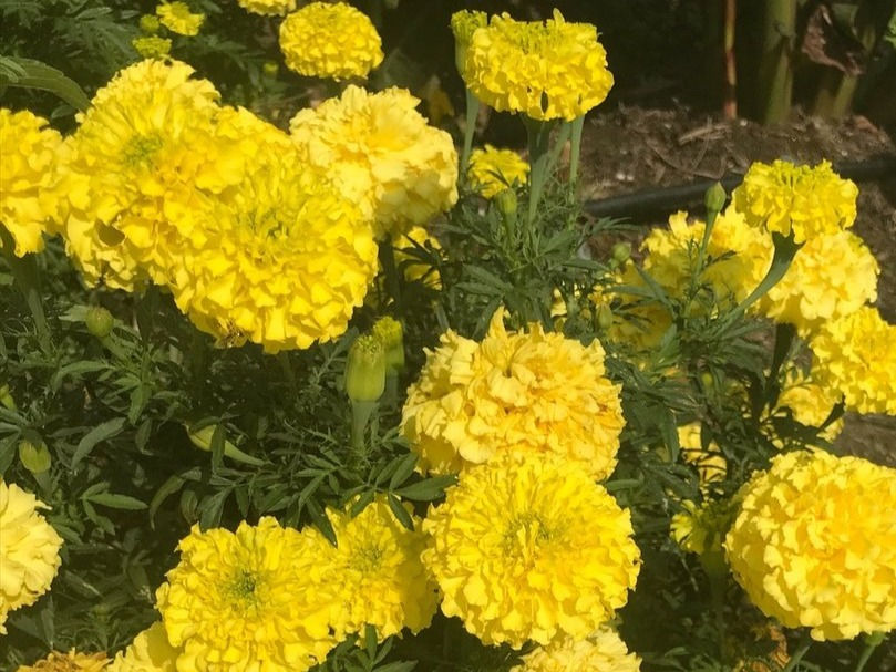 Thumbnail: Marigold