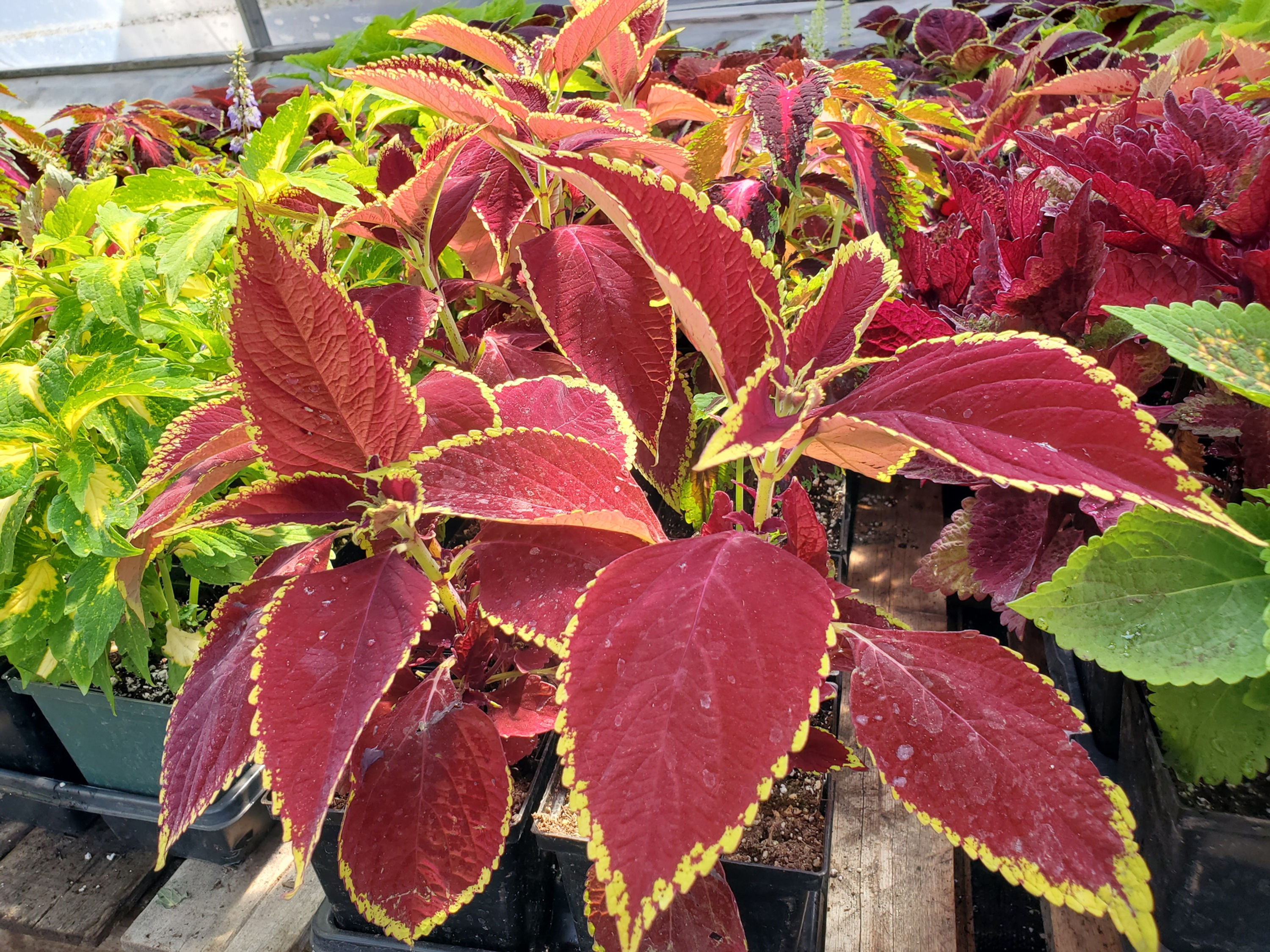 Coleus - Individual