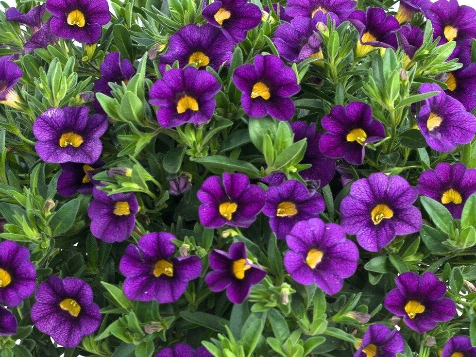 Thumbnail: Calibrachoa (Million Bells)