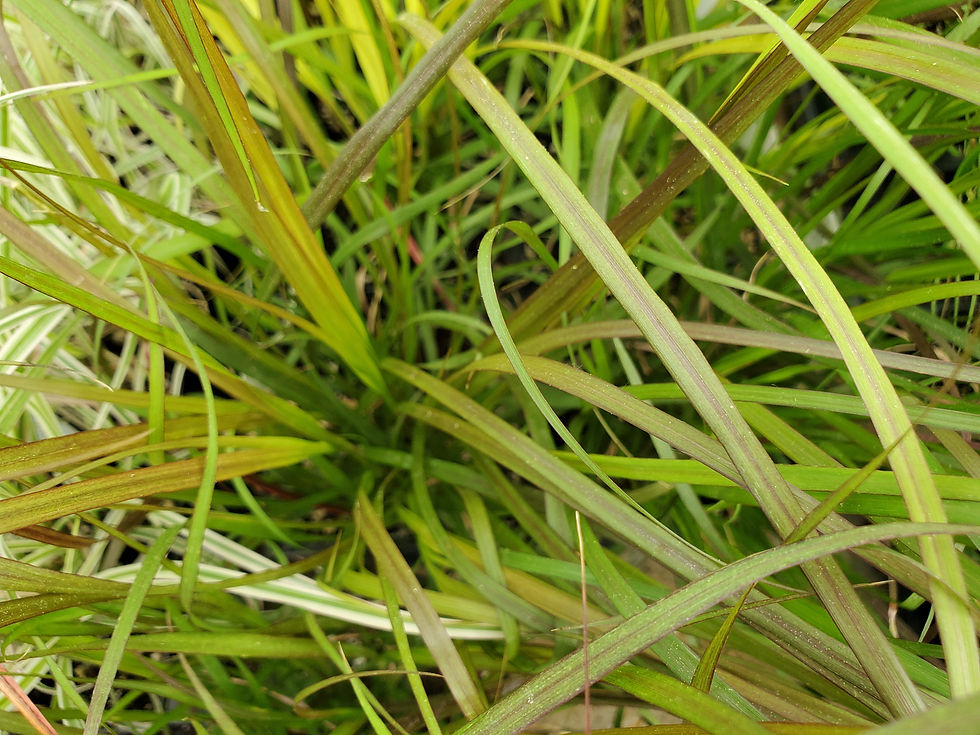 Thumbnail: Annual Grasses