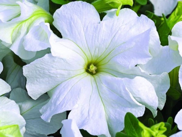 Thumbnail: Petunia
