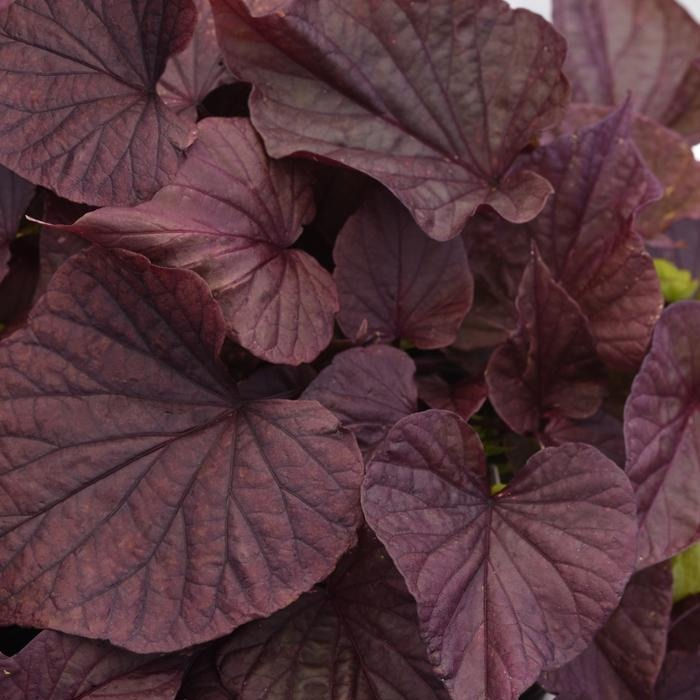 Thumbnail: Ipomoea (Potato Vine)
