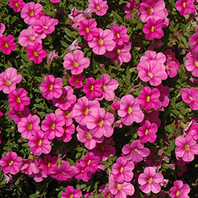Thumbnail: Calibrachoa (Million Bells)