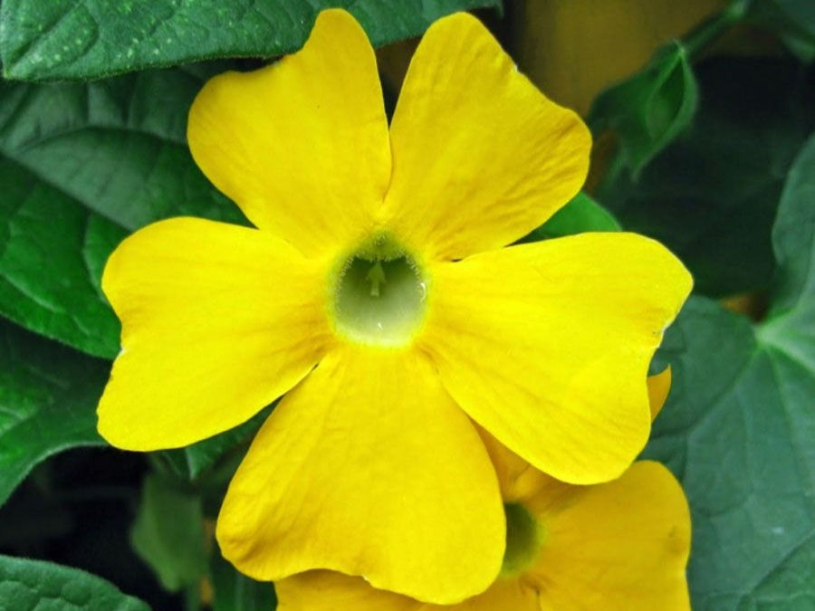Thumbnail: Thunbergia 12" Custom Pot