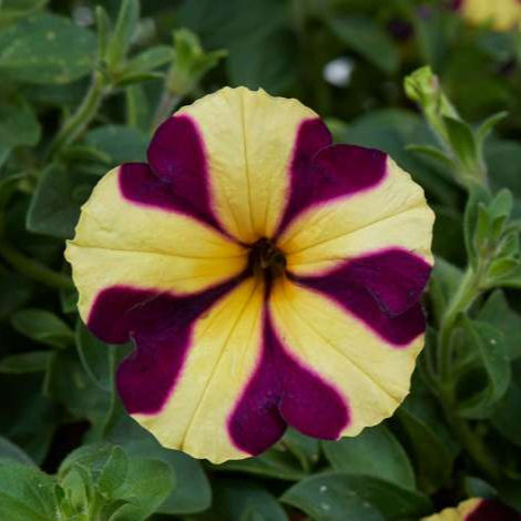 Thumbnail: Trailing Petunia