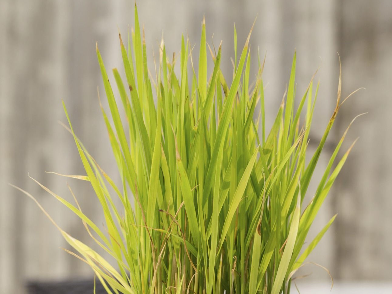 Lemon Grass