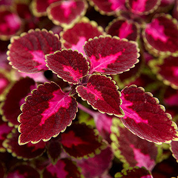 Thumbnail: Coleus - Individual