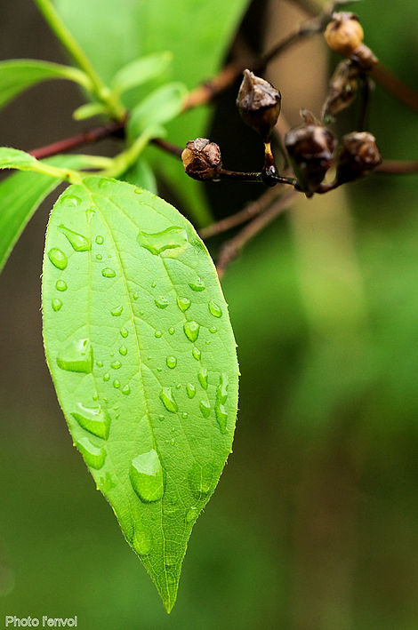 gouttes eau feuille arbre